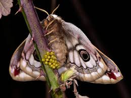 Attēlu rezultāti vaicājumam “Saturnia pavonia”