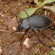 Attēlu rezultāti vaicājumam “Carabus hortensis”