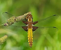 Attēlu rezultāti vaicājumam “Libellula depressa male”
