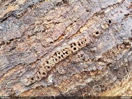 Attēlu rezultāti vaicājumam “Andricus quercuscorticis”