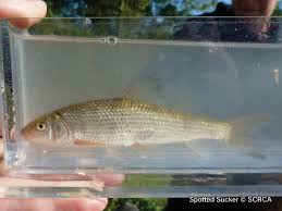 Image result for Minytrema melanops