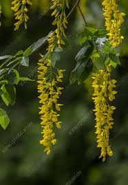 Attēlu rezultāti vaicājumam “Laburnum alpinum flower”