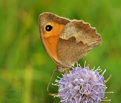 Attēlu rezultāti vaicājumam “Maniola jurtina”