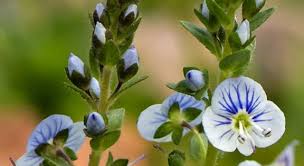 Attēlu rezultāti vaicājumam “Veronica serpyllifolia flower”