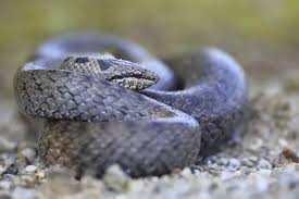 Attēlu rezultāti vaicājumam “Coronella austriaca”