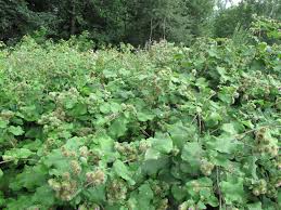 Attēlu rezultāti vaicājumam “Arctium lappa”