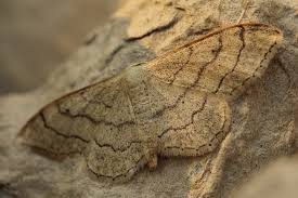 Attēlu rezultāti vaicājumam “Idaea aversata”