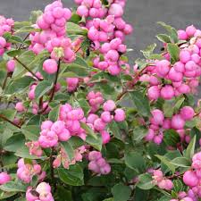 Attēlu rezultāti vaicājumam “Symphoricarpos x chenaultii”
