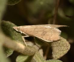 Attēlu rezultāti vaicājumam “Udea fulvalis”