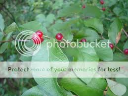 Attēlu rezultāti vaicājumam “Lonicera tatarica fruit”