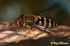 Attēlu rezultāti vaicājumam “Syrphus torvus”
