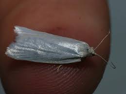 Attēlu rezultāti vaicājumam “Eana argentana”