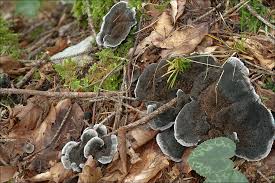 Attēlu rezultāti vaicājumam “Phellodon niger”