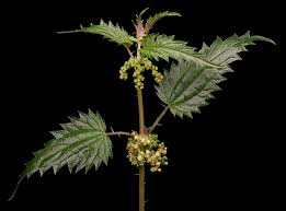 Attēlu rezultāti vaicājumam “Urtica dioica leaf”