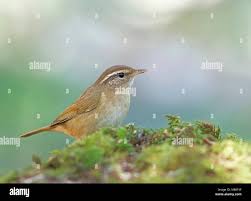 Image result for Phylloscopus schwarzi