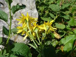 Attēlu rezultāti vaicājumam “Aphis jacobaeae”