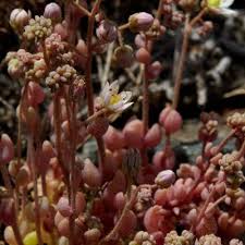 Attēlu rezultāti vaicājumam “Sedum pallidum bud”