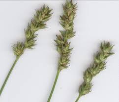 Attēlu rezultāti vaicājumam “Carex spicata”