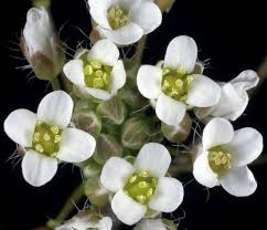 Attēlu rezultāti vaicājumam “Capsella bursa-pastoris bud”