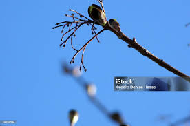 Attēlu rezultāti vaicājumam “Acer platanoides bud”