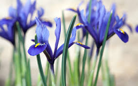 Attēlu rezultāti vaicājumam “Iris reticulata”