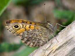 Attēlu rezultāti vaicājumam “Lasiommata megera male”
