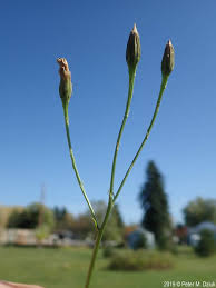 Attēlu rezultāti vaicājumam “Leontodon autumnalis  flower”
