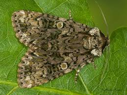 Attēlu rezultāti vaicājumam “Craniophora ligustri larva”