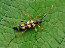 Attēlu rezultāti vaicājumam “Strangalia attenuata”