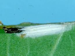 Attēlu rezultāti vaicājumam “Bucculatrix rhamniella”