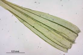 Attēlu rezultāti vaicājumam “Tomentypnum nitens”