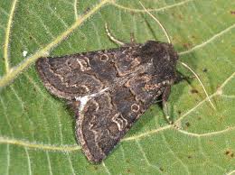 Attēlu rezultāti vaicājumam “Tholera cespitis”