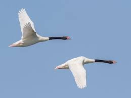 Attēlu rezultāti vaicājumam “Cygnus cygnus adult”