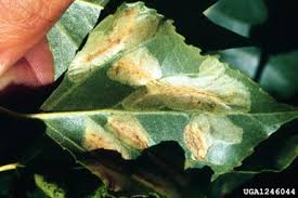 Attēlu rezultāti vaicājumam “Phyllonorycter sp.”