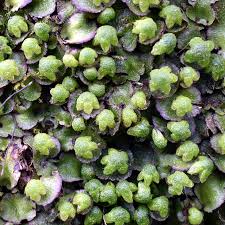 Attēlu rezultāti vaicājumam “Reboulia hemisphaerica”