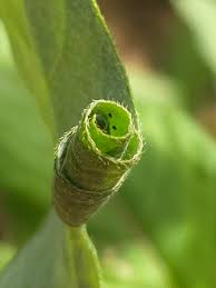 Attēlu rezultāti vaicājumam “Calybites phasianipennella”