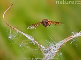 Attēlu rezultāti vaicājumam “Eristalis sp.”