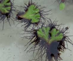 Attēlu rezultāti vaicājumam “Ricciocarpos natans”