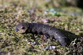 Attēlu rezultāti vaicājumam “Deilephila elpenor larva”