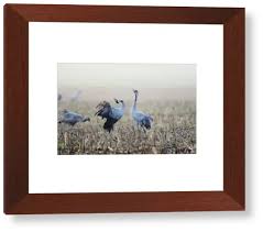 Attēlu rezultāti vaicājumam “Grus grus adult”