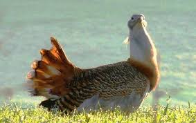 Image result for Otis tarda