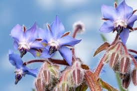 Attēlu rezultāti vaicājumam “Borago officinalis bud”