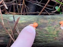 Attēlu rezultāti vaicājumam “Lycogala maculatum”