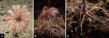 Attēlu rezultāti vaicājumam “Cribraria costata stalked”