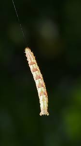 Attēlu rezultāti vaicājumam “Chloroclystis v-ata”