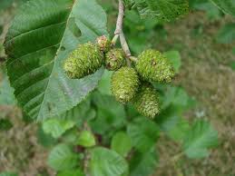 Attēlu rezultāti vaicājumam “Alnus incana”