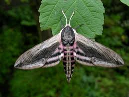 Attēlu rezultāti vaicājumam “Sphinx ligustri”