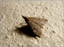 Attēlu rezultāti vaicājumam “Udea prunalis”