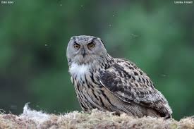 Attēlu rezultāti vaicājumam “Bubo bubo”