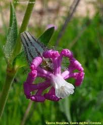 Attēlu rezultāti vaicājumam “Silene chlorantha”